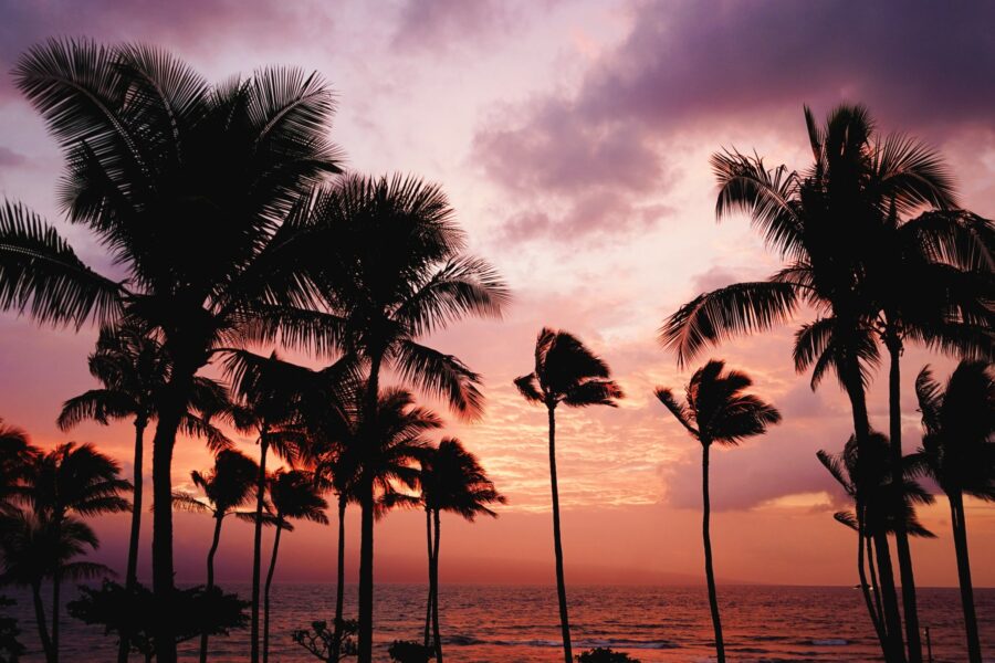 Twitter fail Beach and palm trees