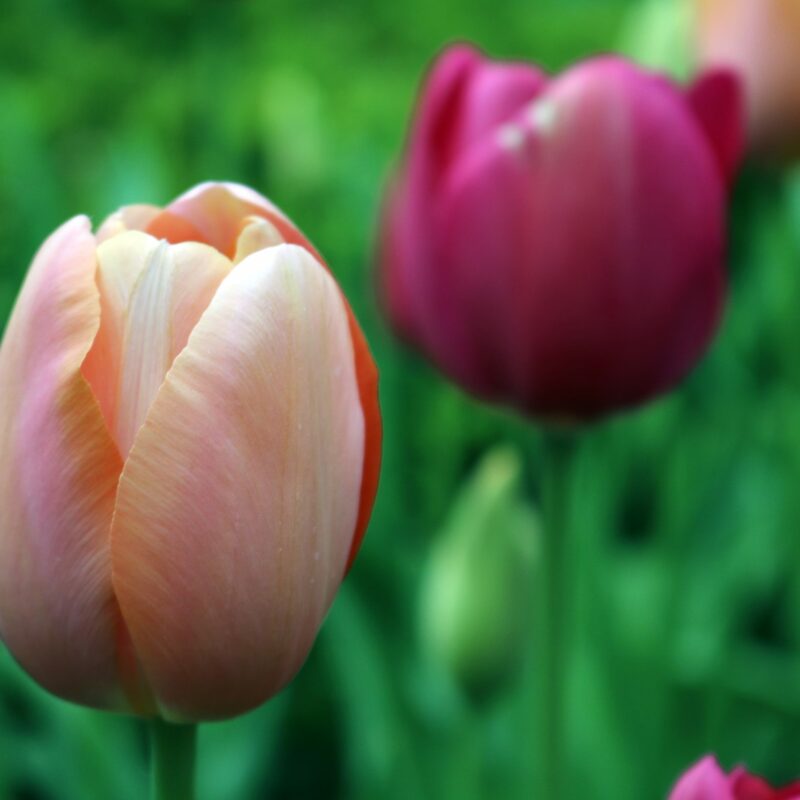 Tulips