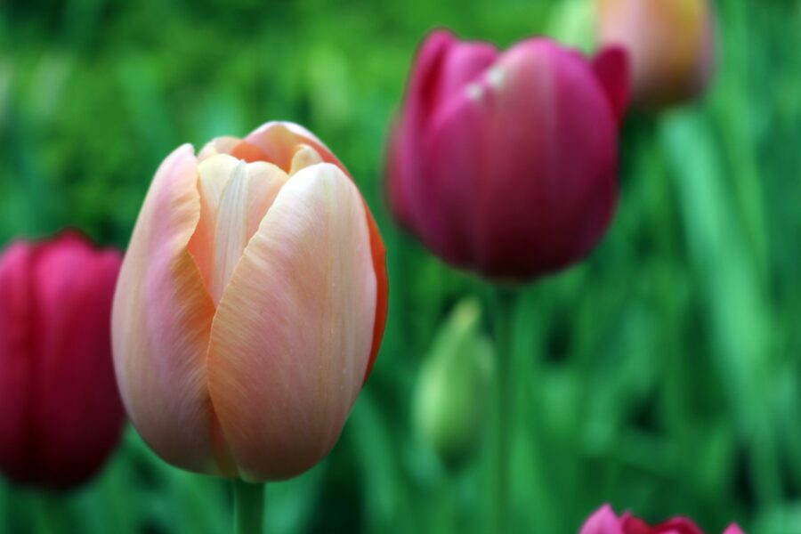Tulips