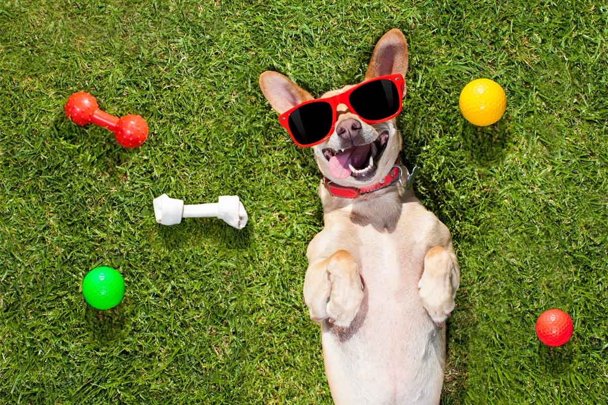 Dog playing with owner outdoors